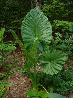 alocasia